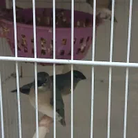 فنچ گلدین جوجه|پرنده|تهران, سبلان (لشگر)|دیوار