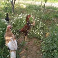 خروس لاری