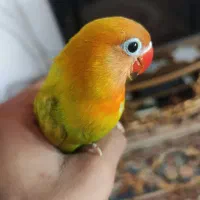جوجه طوطی برزیلی دستی