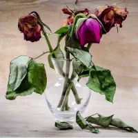 گل خسته