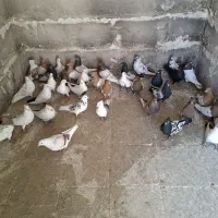 کبوتر پرشتی