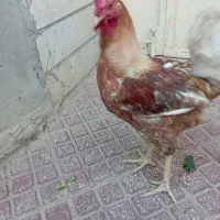 خروس محلی