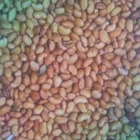 تخم یونجه