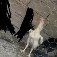 هلندی