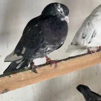 کفتر گرفتنی سرور