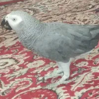 کاسکوی جفت
