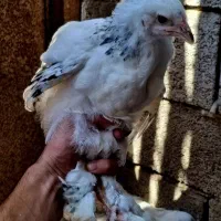برهما گلین مرندی استرالوپ اصیل