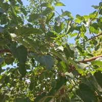 متور-آب-دیزل-با-پروانه-برداشت-باغ-زمین-1-3000متر