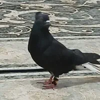 کبوتر زاغ دم سفید