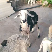 گوسفند