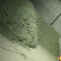 یونجه ساق نازک پر برگ