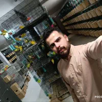 طوطی کوتوله برزیلی راهب ملنگو مرغ عشق گرینچیک