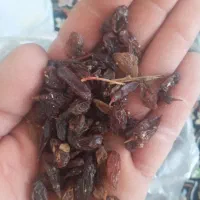 کشمش افتابی