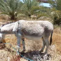 فروش الاغ