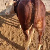 گوساله سیمینتال چاق