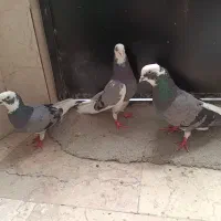 کفتر شازده سبز