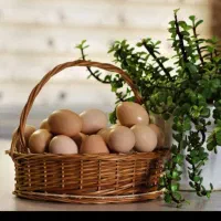 تخممرغمحلی ۲۰هزار