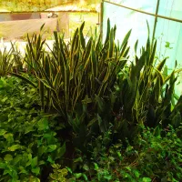 فروش گل آپارتمانی