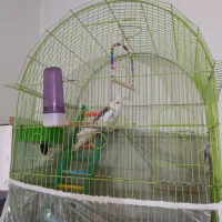 عروس هلندی آلبینوی نر با ماده