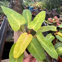 فروش فوق‌العاده گیاهان آپارتمانی- تا آخر هفته