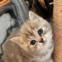 بریتیش بلو گلد خرسی