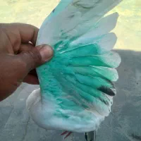 کبوتر گمشده