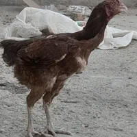 مرغ لاری