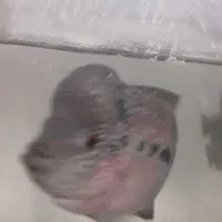 دو عدد فلاور نر و ماده