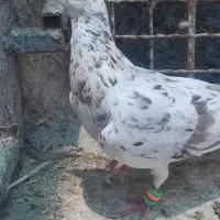 سرور ماده دورگ پلاکی