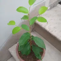 ۲۰ عدد گل زیبا