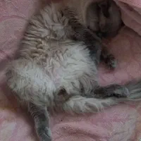 واگذاری گربه پرشین