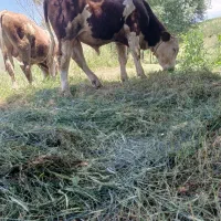 فروش گوساله اصیل