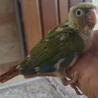جوجه گرینچیک سرلاکی آناناسی