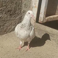 کفتر.کبوتر فوری