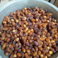 رطب هلیله