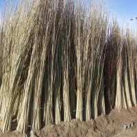 نهال بهروزنهال|خدمات باغبانی و درختکاری|الیگودرز, |دیوار