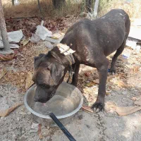 سگ پیتبول ماده