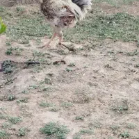 خروس باخودشم درگیره میخوام بفروشم