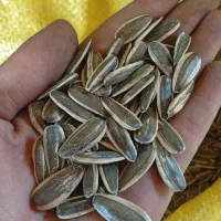 تخمه خوی تازه چین