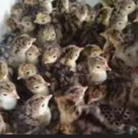 جوجه بوقلمون برنز یک روزه