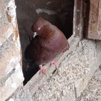 کبوتر سرخ
