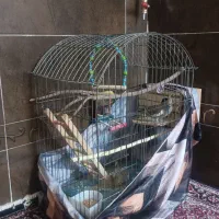 عروس هلندی