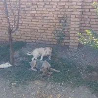 توله سگ