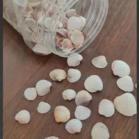 صدف و گوشماهی