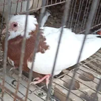 کبوتر|پرنده|زابل, |دیوار