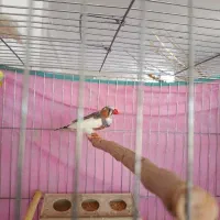 فننچ