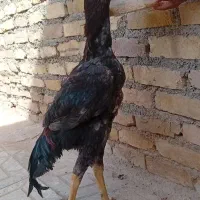 خروس لاری طوسی