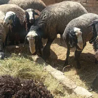 گوسفند|حیوانات مزرعه|تاکستان, |دیوار