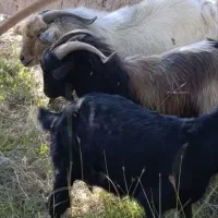 فروش گوسفند