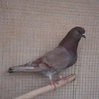 کبوتر کاشونی ،کله خال دار،مفلق پر و گل پنبه